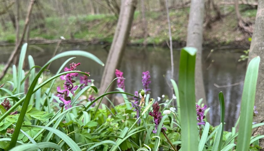 Dolina Strzegomki