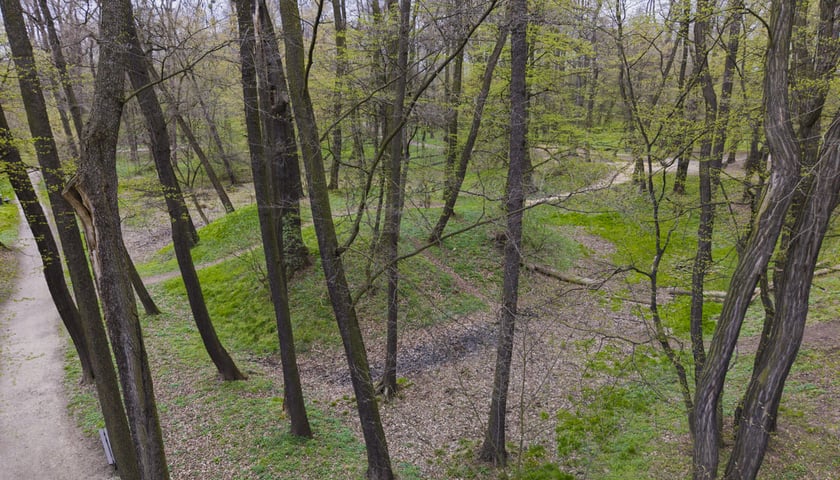 <p>Gr&oacute;dek typu motte Złotniki Małe w parku Złotnickim</p>
