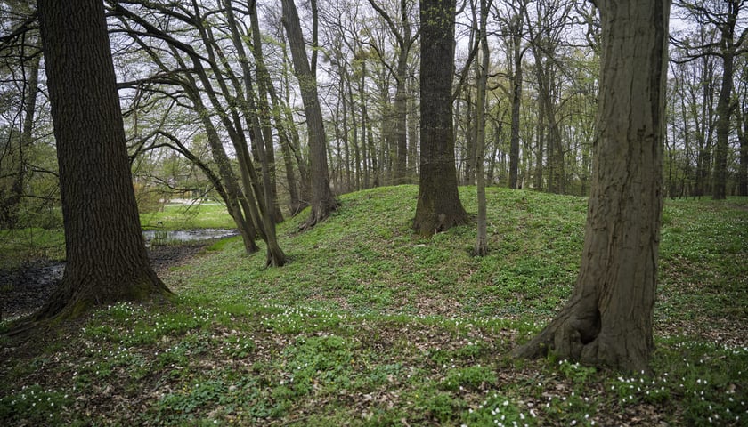 <p>Wczesnośredniowieczne grodzisko w parku Złotnickim</p>
