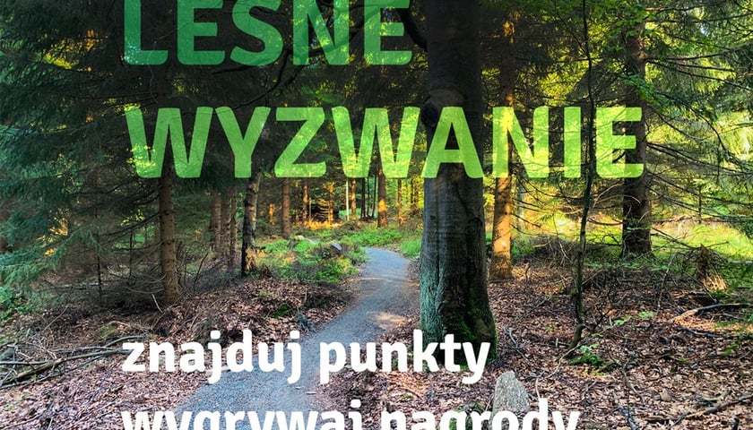 Leśne wyzwanie: na spacer do lasu