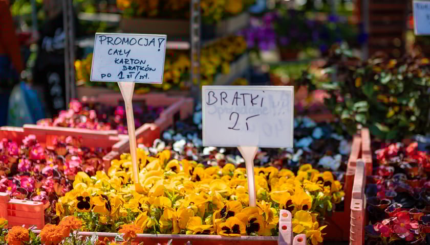 Kiermasz ogrodniczy na Partynicach - 26.04.2025