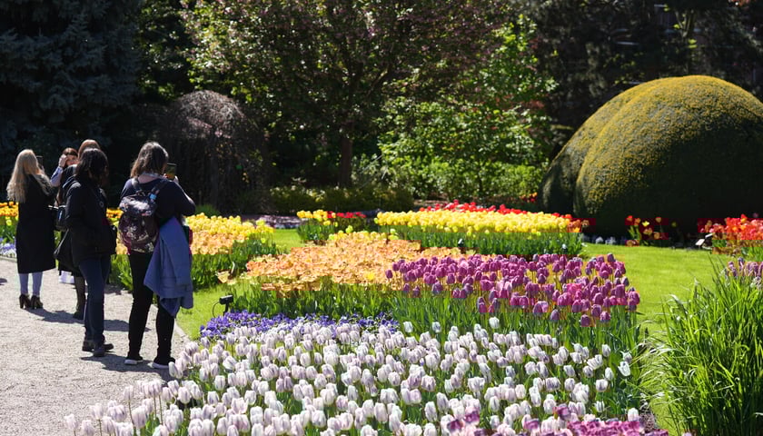 Festiwal tulipanów w Ogrodzie Botanicznym - 26.04.2025