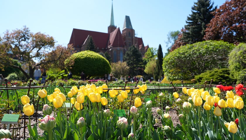 Festiwal tulipanów w Ogrodzie Botanicznym - 26.04.2025