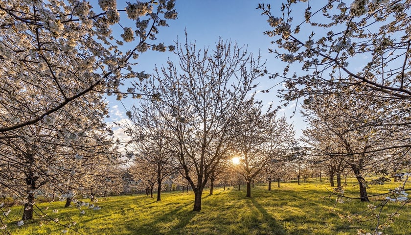 Kwitnące drzewa w arboretum Wojsławice