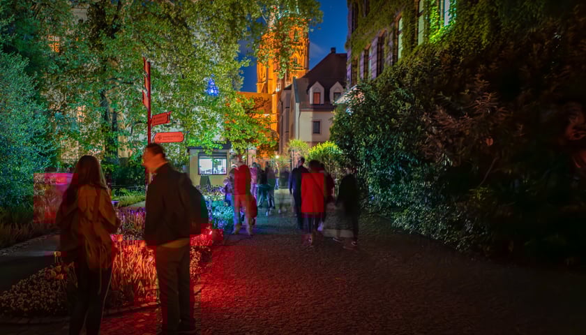 Iluminacje tulipan&oacute;w 2 Ogrodzie Botanicznym 2025
