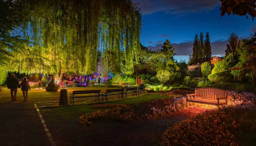 Iluminacje tulipan&oacute;w 2 Ogrodzie Botanicznym 2025