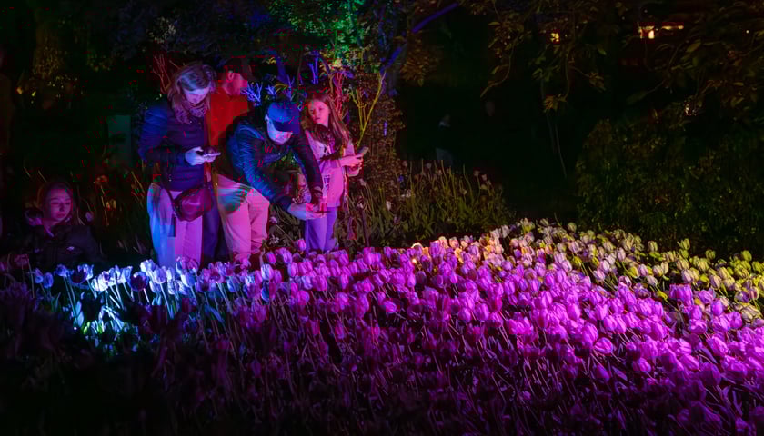 <p>Iluminacje tulipan&oacute;w 2 Ogrodzie Botanicznym 2025</p>