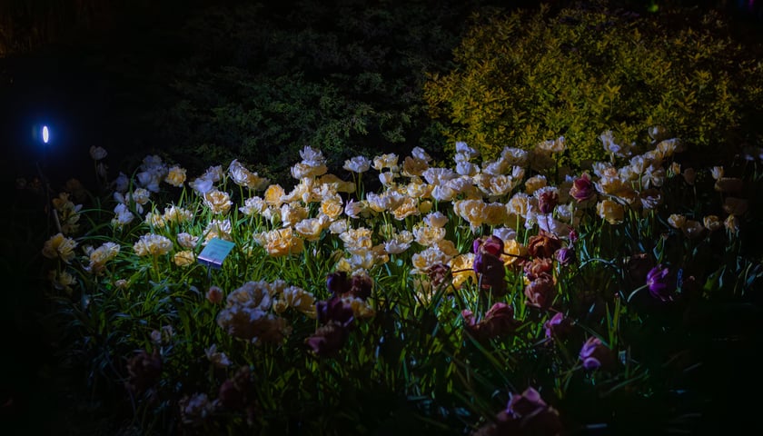 Iluminacje tulipan&oacute;w 2 Ogrodzie Botanicznym 2025