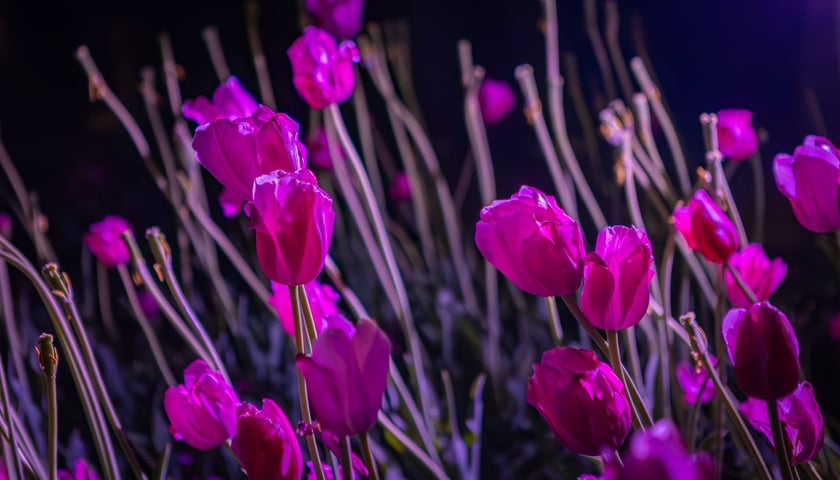 Iluminacje tulipan&oacute;w 2 Ogrodzie Botanicznym 2025