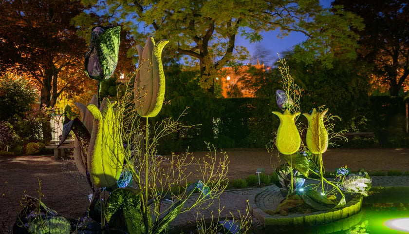 Iluminacje tulipan&oacute;w 2 Ogrodzie Botanicznym 2025