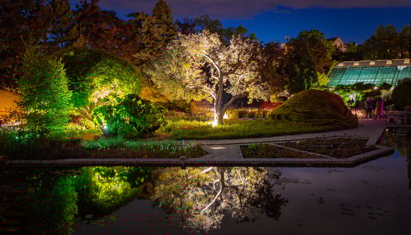 Iluminacje tulipan&oacute;w 2 Ogrodzie Botanicznym 2025