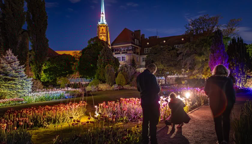 Iluminacje tulipan&oacute;w 2 Ogrodzie Botanicznym 2025