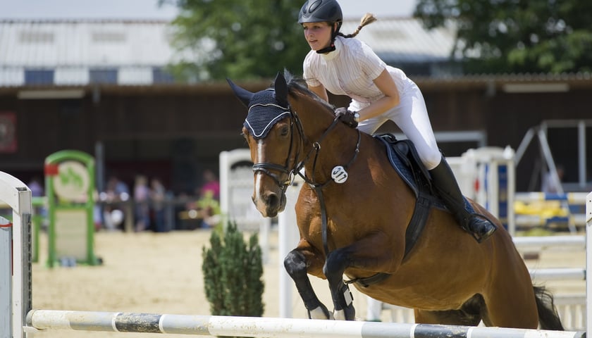 Hipponalia Cup na Partynicach (FILM)