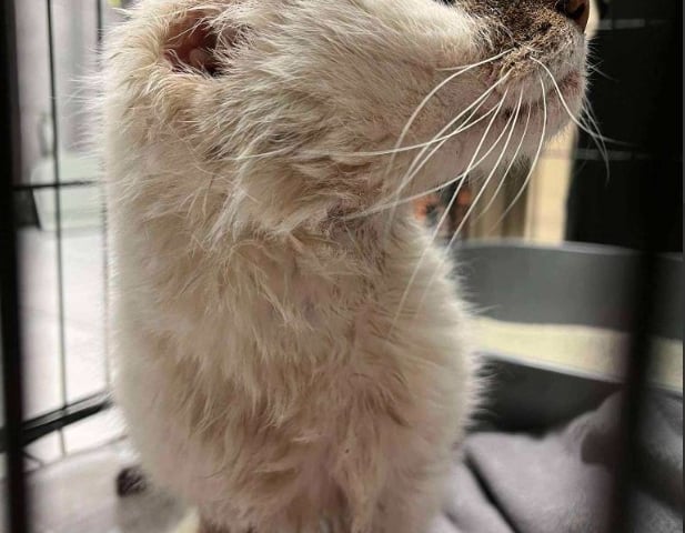 Kot Cat Gogh