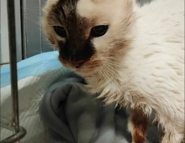 Kot Cat Gogh