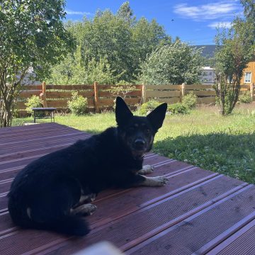 Pies Zosia