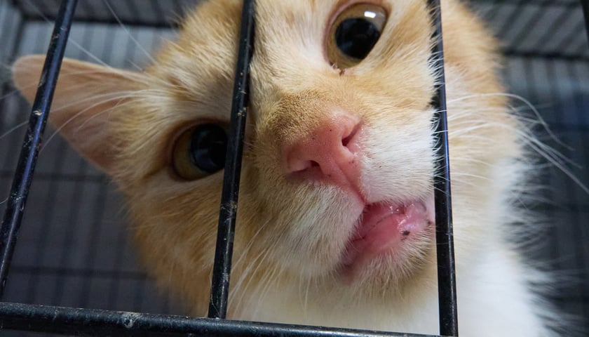 Kot Ginger