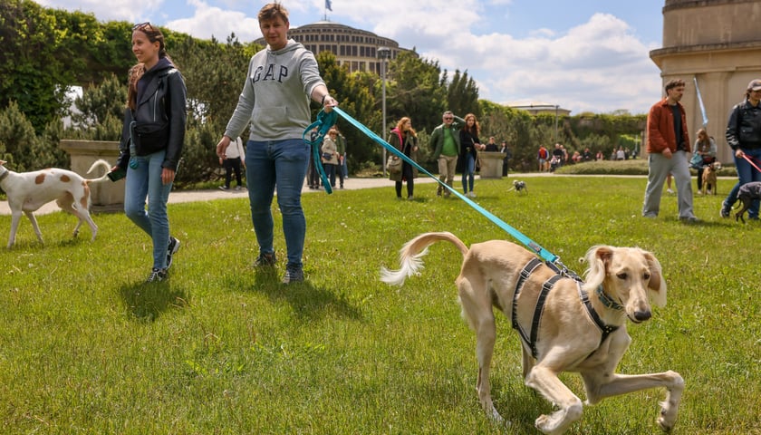 Wrocławski Charytatywny Spacer z Chartami we Wrocławiu z okazji Wiosennego Dnia Charta