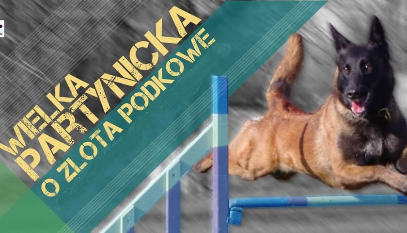 Psie zawody w agility na Partynicach [ZDJĘCIA]