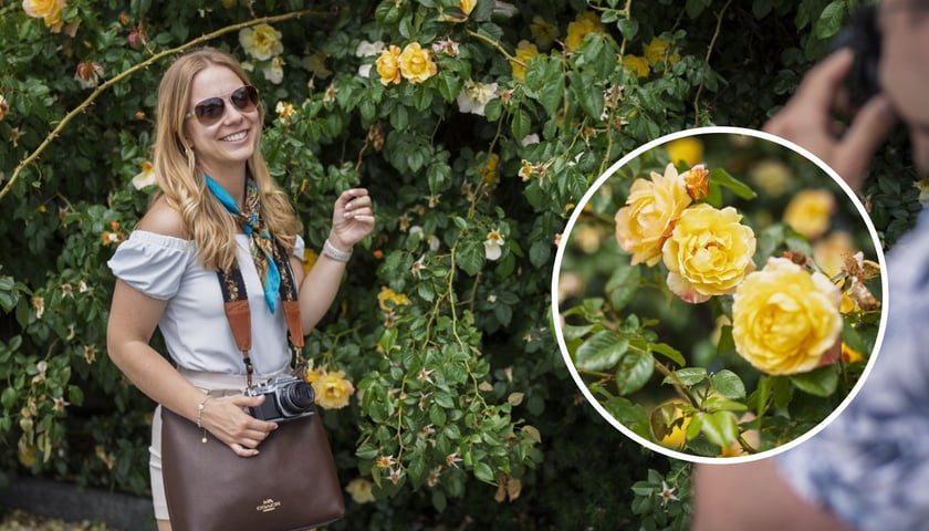 Na dużym zdjęciu uśmiechnięta kobieta pod ścianką różaną fotografowana przez przyjaciela, na małym zdjęciu zbliżenie na krzak róży