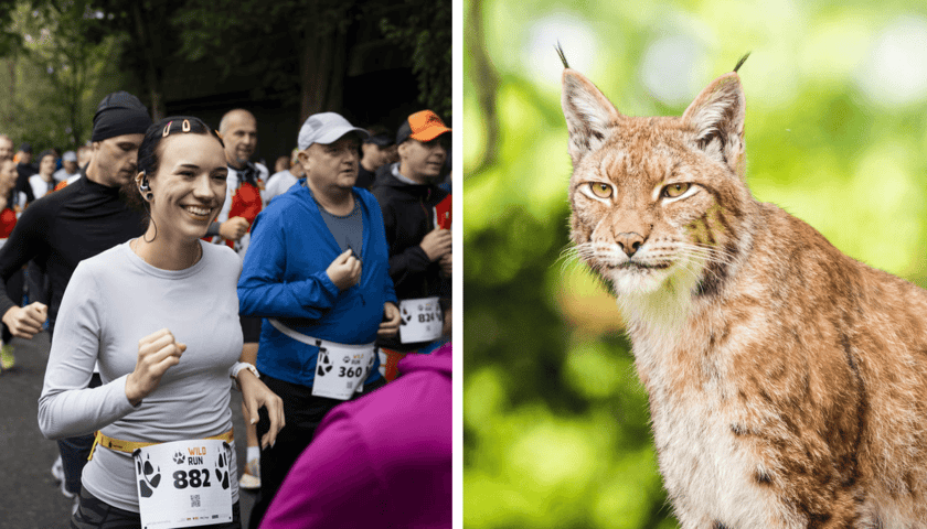 Kolaż 2 zdjęć: ubiegłoroczna edycja Wild Run we wrocławskim zoo, po prawej ryś europejski
