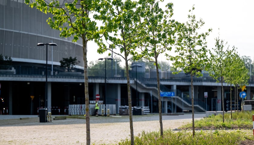 Kilka młodych drzewek z zielonymi liśćmi na tle stadionu miejskiego Tarczyński Arena