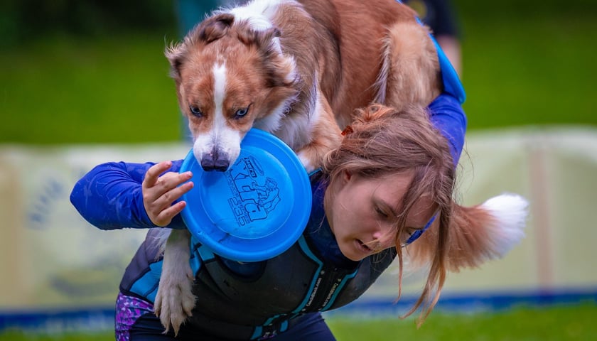 Mistrzostwa Polski Dogfrisbee 2025 - latające psy w parku Południowym