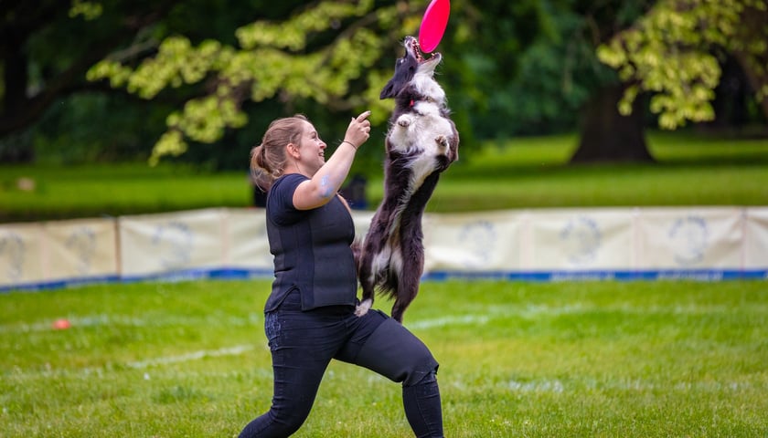 Mistrzostwa Polski Dogfrisbee 2025 - latające psy w parku Południowym
