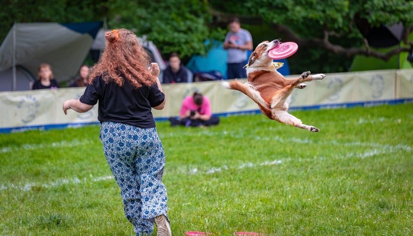 Mistrzostwa Polski Dogfrisbee 2025 - latające psy w parku Południowym