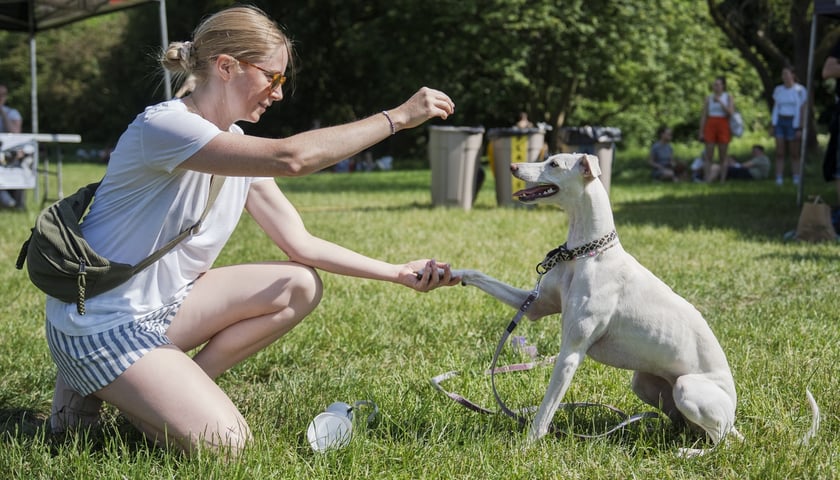 Wielki Piknik Charytatywny Grupy Ratuj w parku Grabiszyńskim. Na zdjęciu młoda kobieta bawi się z psem