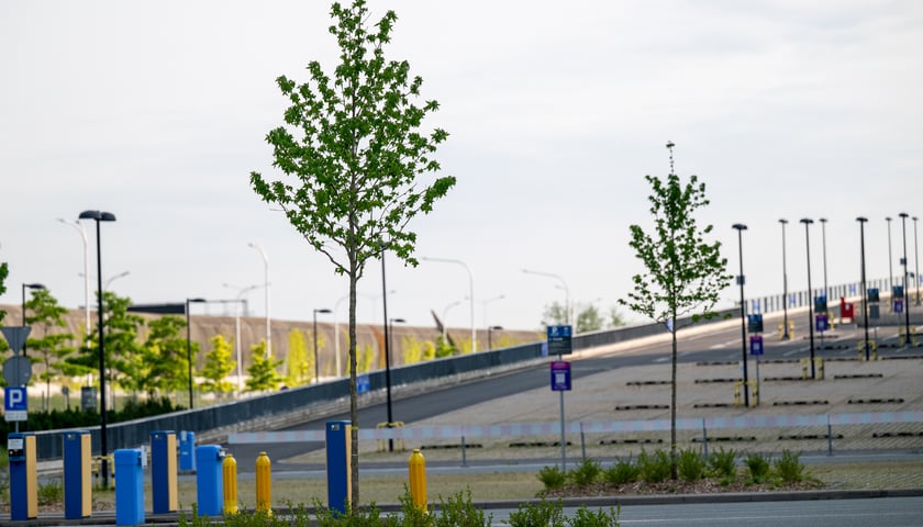 Nowe rośliny na terenie Tarczyński Areny Wrocław 
