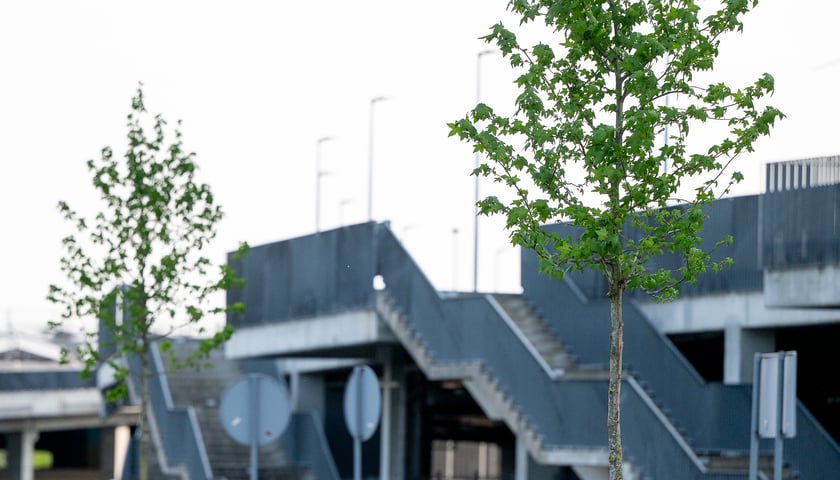 Nowe rośliny na terenie Tarczyński Areny Wrocław 