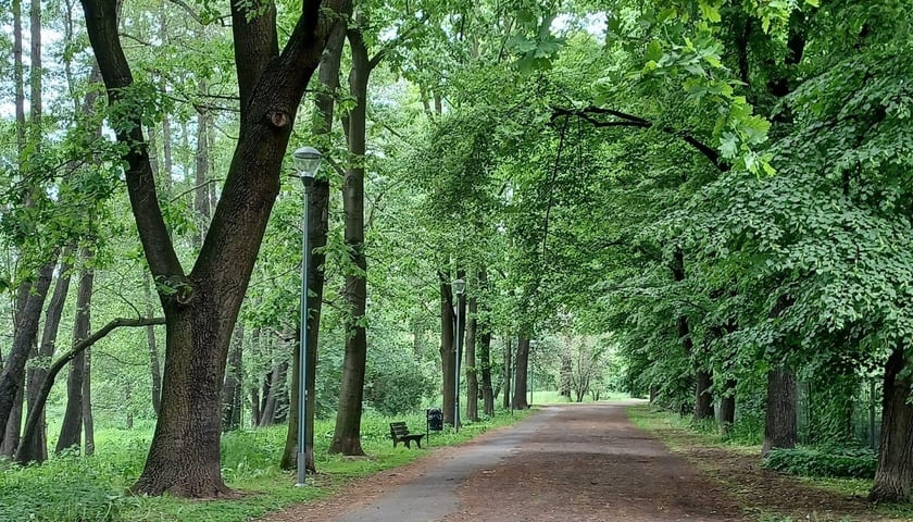 Park przy kąpielisku Morskie Oko. Na zdjęciu alejka w zielonym parku (zdjęcie ilustracyjne)