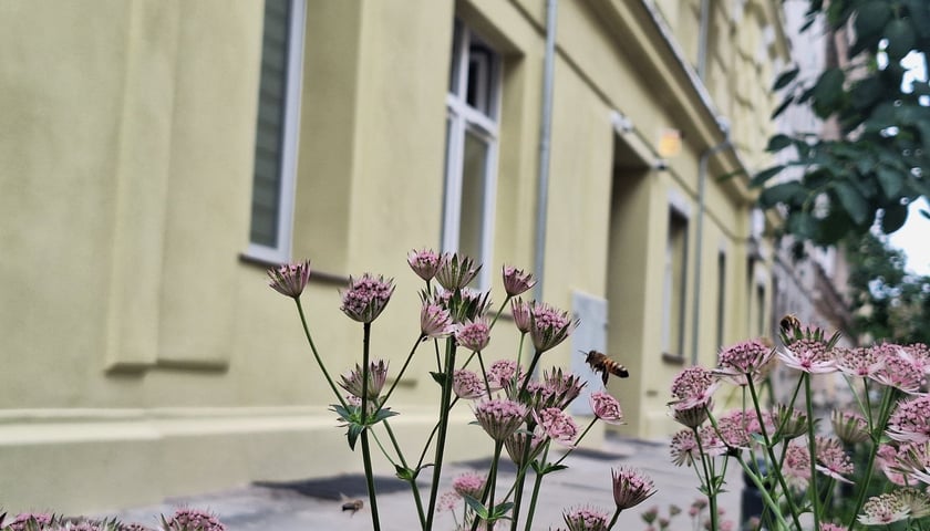 <p>Wzdłuż budynku rośnie zieleń, co jeszcze lepiej podkreśla elegancki kolor elewacji</p>