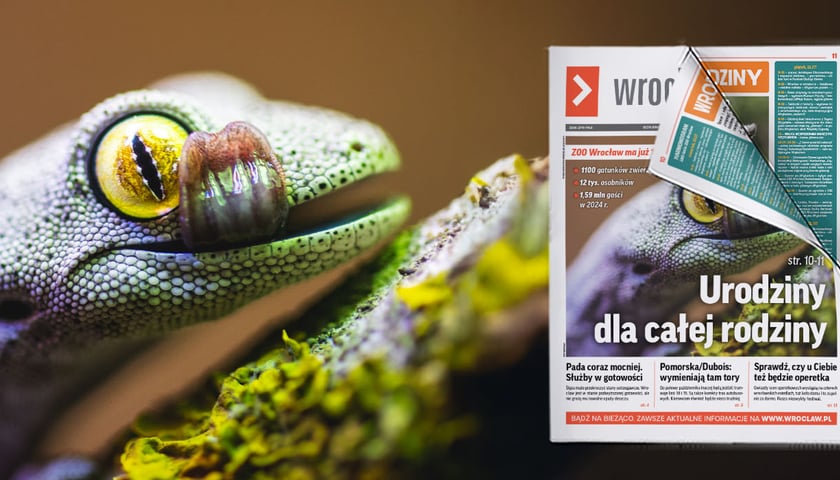 Zielonkawofioletowy gekon z żółtym okiem (gatunku Strophurus spinigerus ) z wrocławskiego zoo pozuje z wyciągniętym językiem 
