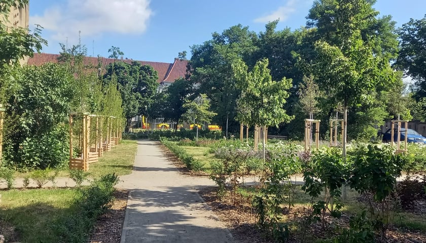 Na zdjęciu plac Daniłowskiego po pracach zazieleniania