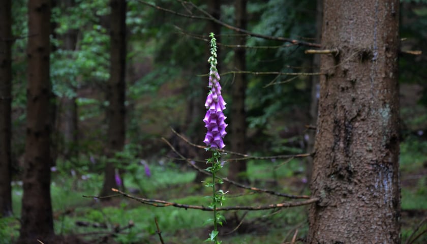 <p>Leśne kwiaty</p>