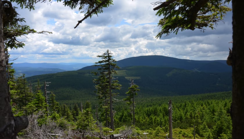 <p>Widok z Czarnej G&oacute;ry na Śnieżnik</p>
