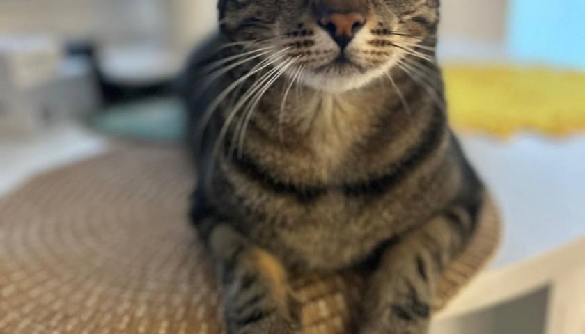 Kot Tobi