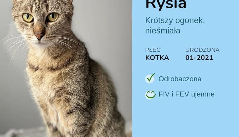 Kot Rysia