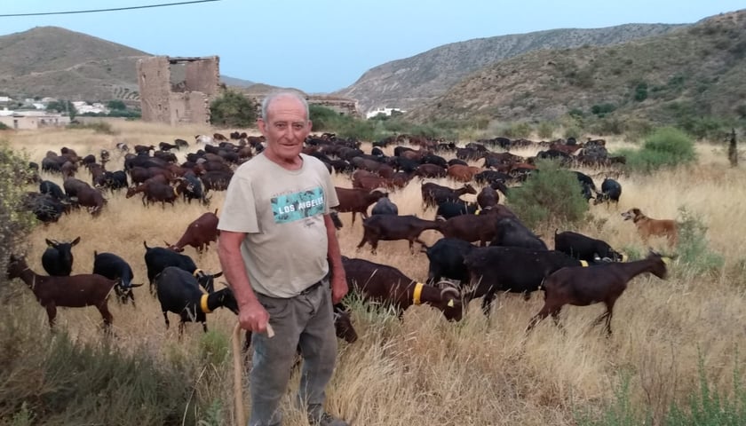 Pasterz ze swoimi kozami na jednej z andaluzyjskich wsi