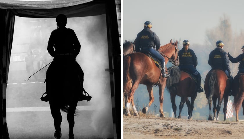 Podczas treningu zaufania w warunkach zadymienia | patrol straży miejskiej na koniach