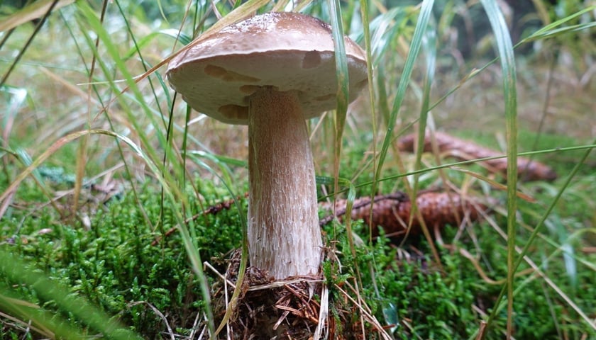 Borowik
