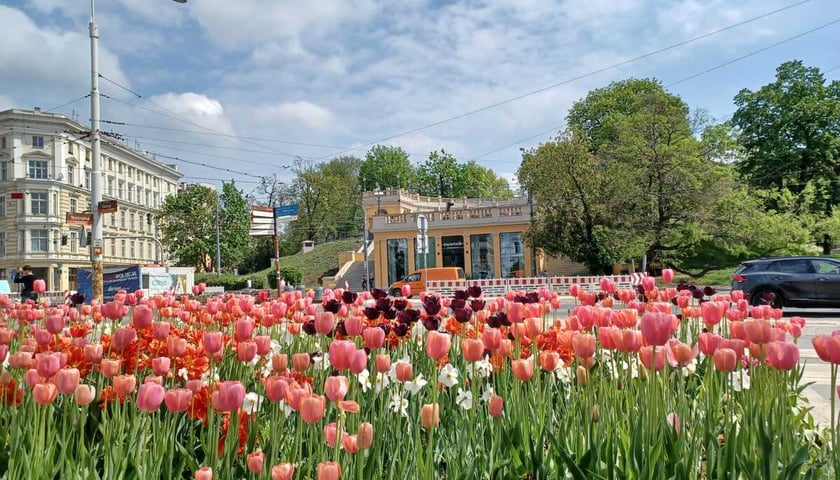 <p>Rabata z tulipanami.</p>