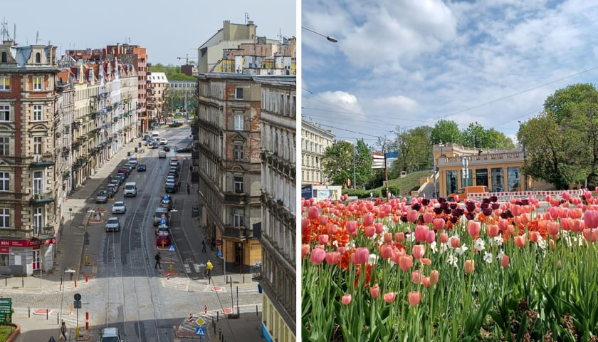Z lewej ulica Kościuszki, z prawej tulipany na skwerze w centrum miasta