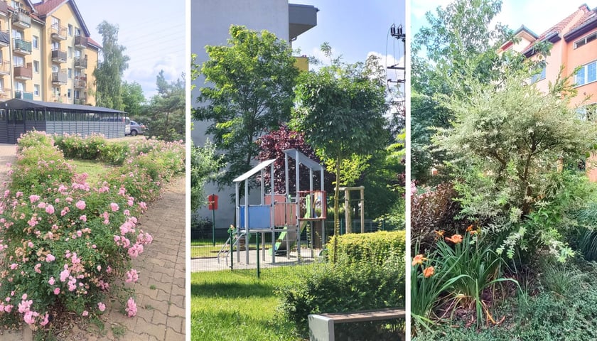 Zieleń na osiedlach TBS Wrocław. Nowe nasadzenia roślin