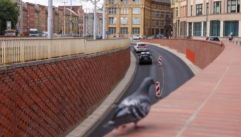 Gołąb na murze nad tunelem koło placu Dominikańskiego (19 sierpnia 2025)