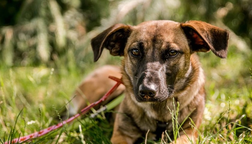 Pies Nala