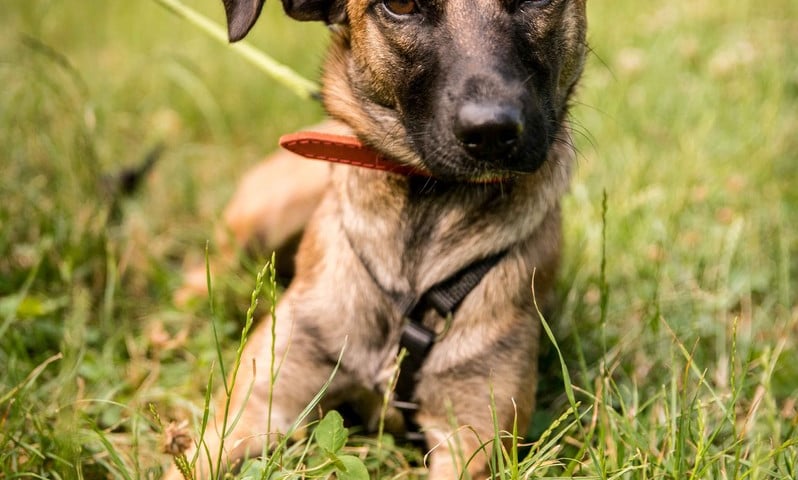 Pies Nala