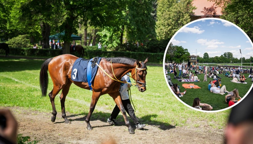 Na dużym zdjęciu koń podczas prezentacji, na małym zdjęciu w kółku ludzie siedzący na trawie